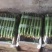 基地直供精品鲜黄瓜口感脆甜