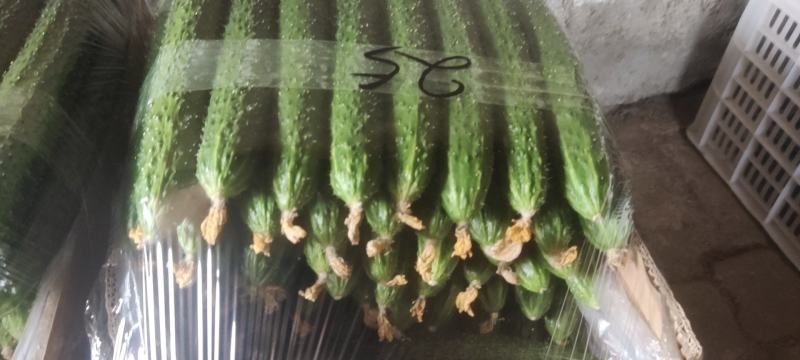 基地直供精品鲜黄瓜口感脆甜