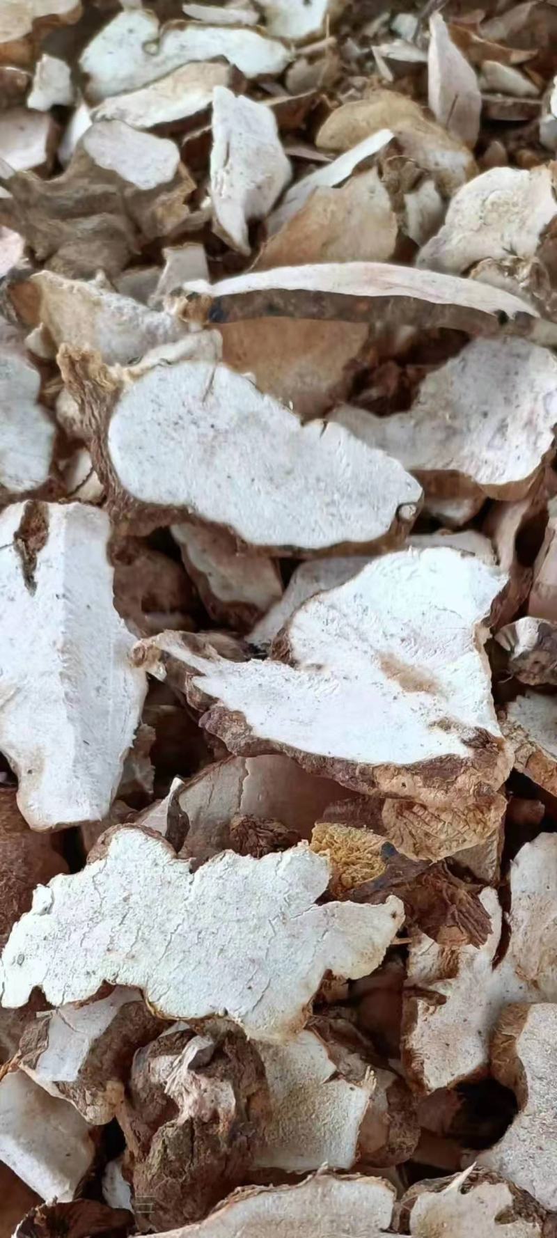 广西白肉土茯苓苗中药材土茯苓树苗种苗营养袋苗