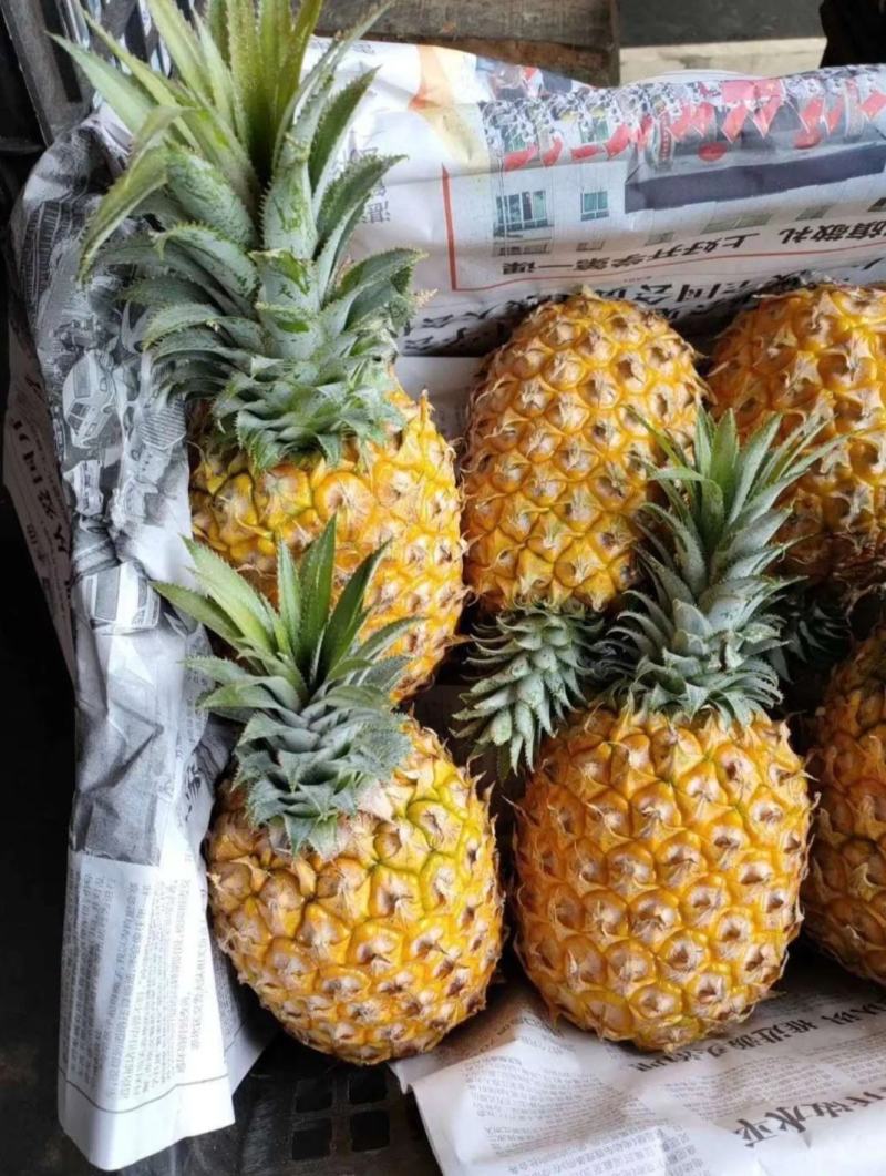 海南菠萝口感甜无黑心黑刺质量保证
