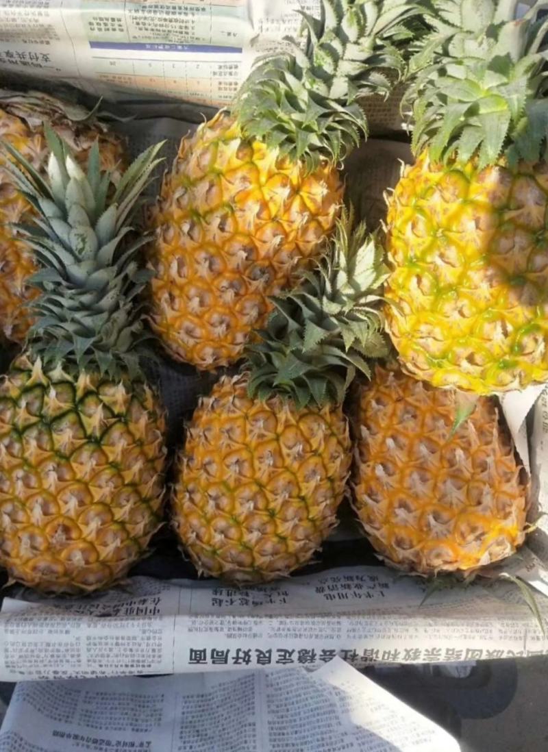 海南菠萝口感甜无黑心黑刺质量保证