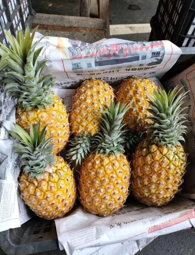 海南菠萝口感甜无黑心黑刺质量保证