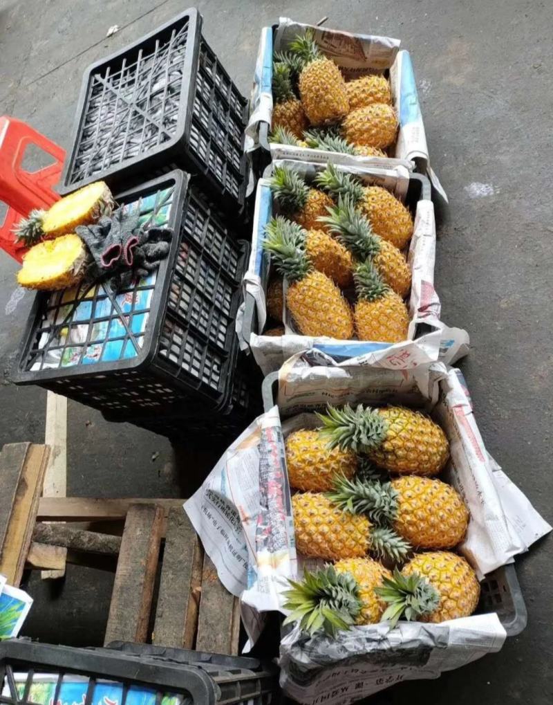 海南菠萝口感甜无黑心黑刺质量保证