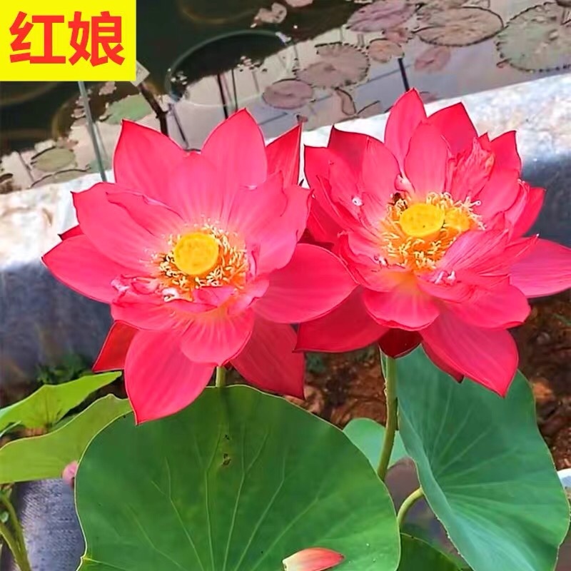 荷花莲藕种苗荷花苗荷花种藕超长花期