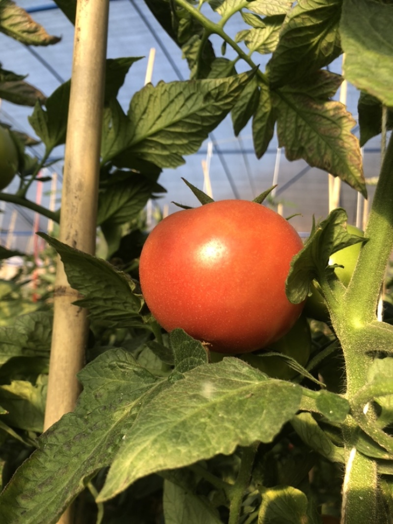 四川攀枝花米易大番茄面番茄