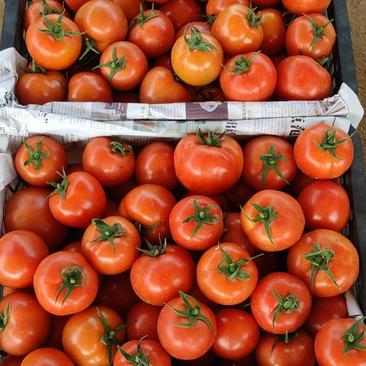 广东西红柿精品，大量上市供应，质量保证，货源充足