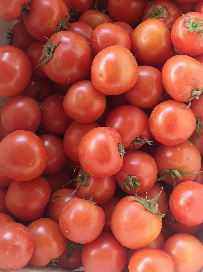 广东西红柿精品，大量上市供应，质量保证，货源充足