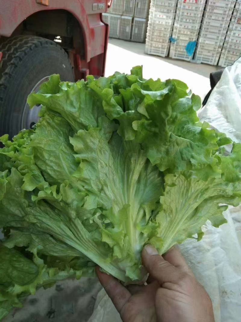 邯郸精品油麦菜，质量好，价格低，直接地头装箱，货真价实，