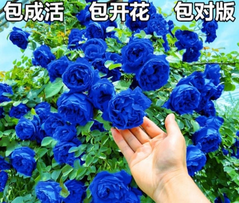 蓝色妖姬玫瑰老根苗【速生生长速度快花快】适合南北方种植