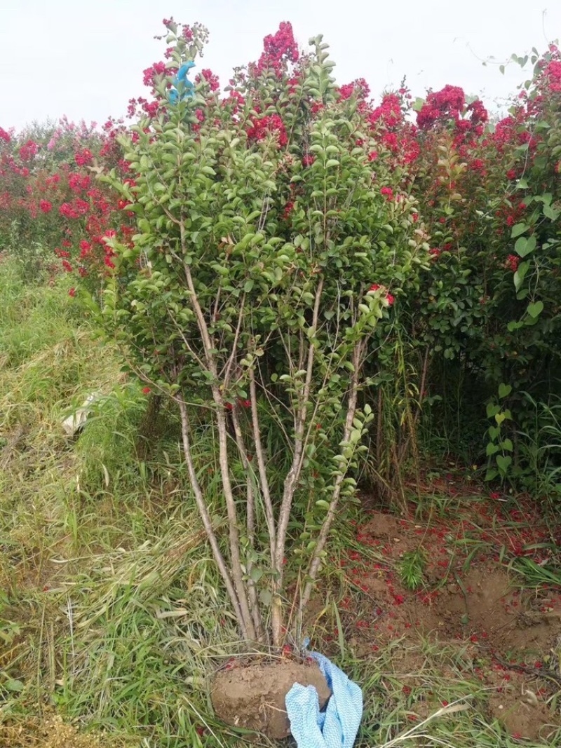 精品紫薇紫薇3-20公分基地之销看货打号