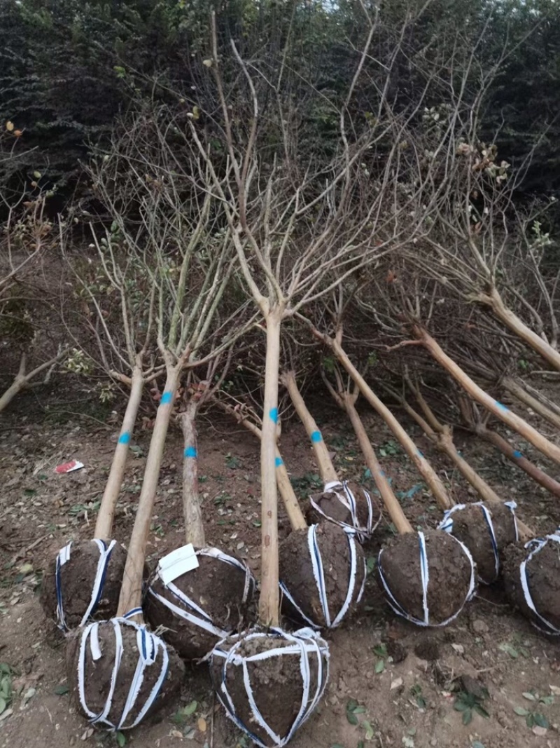 精品紫薇紫薇3-20公分基地之销看货打号