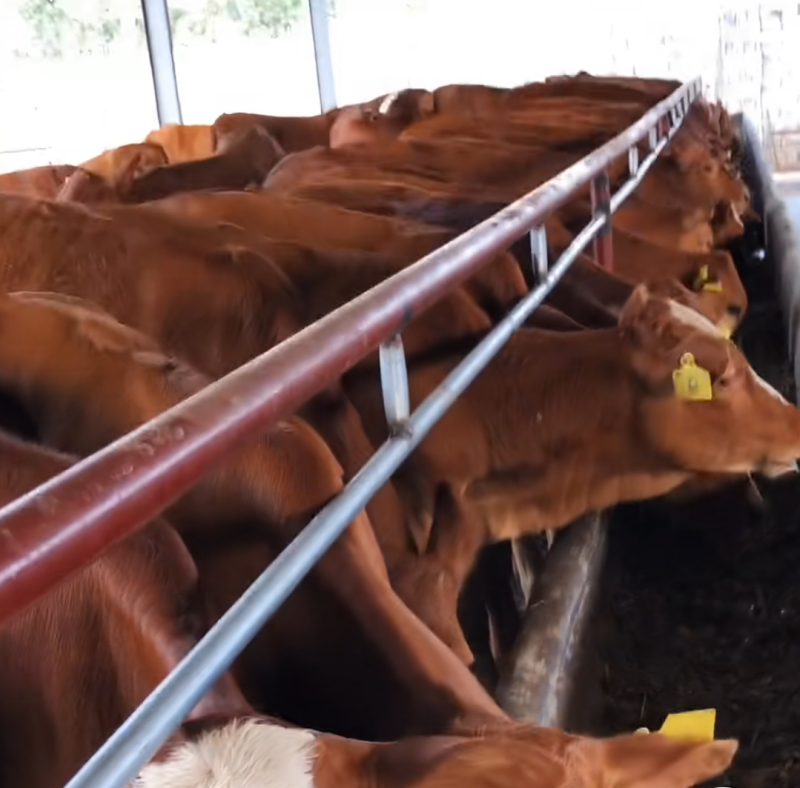 改良黄牛三元杂交牛改良肉牛犊鲁西黄牛