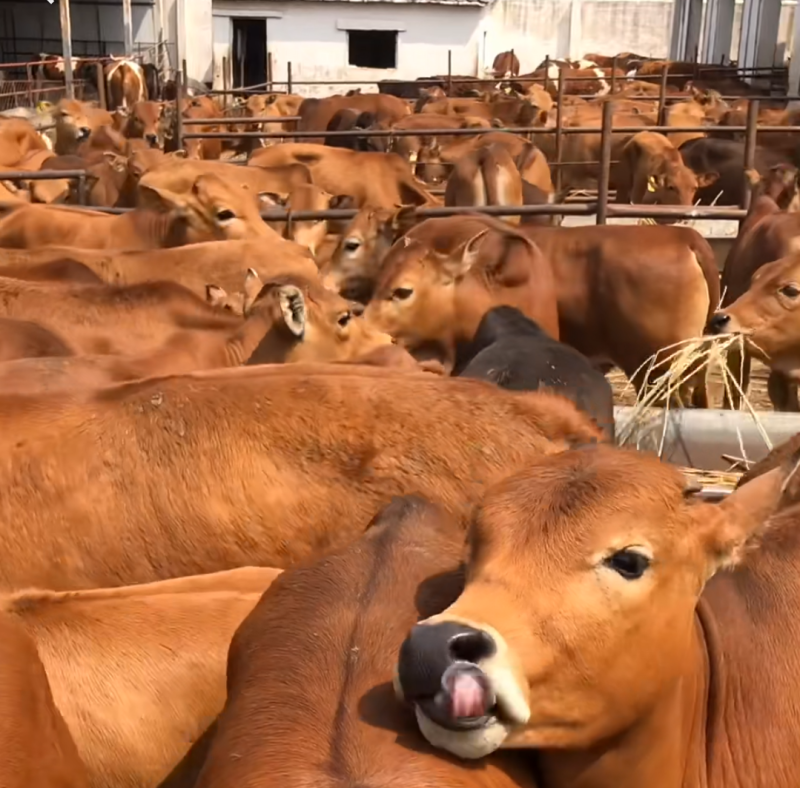改良黄牛三元杂交牛改良肉牛犊鲁西黄牛