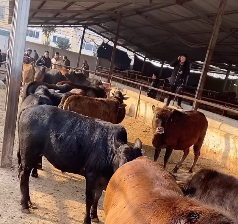 改良黄牛三元杂交牛改良肉牛犊鲁西黄牛