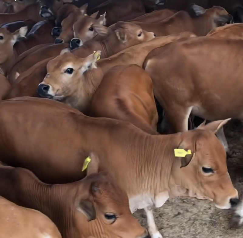 改良黄牛三元杂交牛改良肉牛犊鲁西黄牛