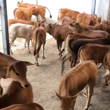 改良黄牛三元杂交牛改良肉牛犊鲁西黄牛