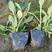 柳叶马鞭草（多年生草本直立植物）花蓝紫色，花期6-10月