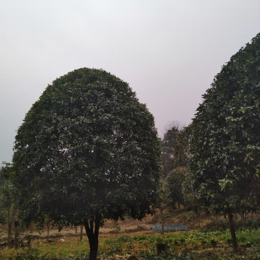 2公分粗度，带土球13公分