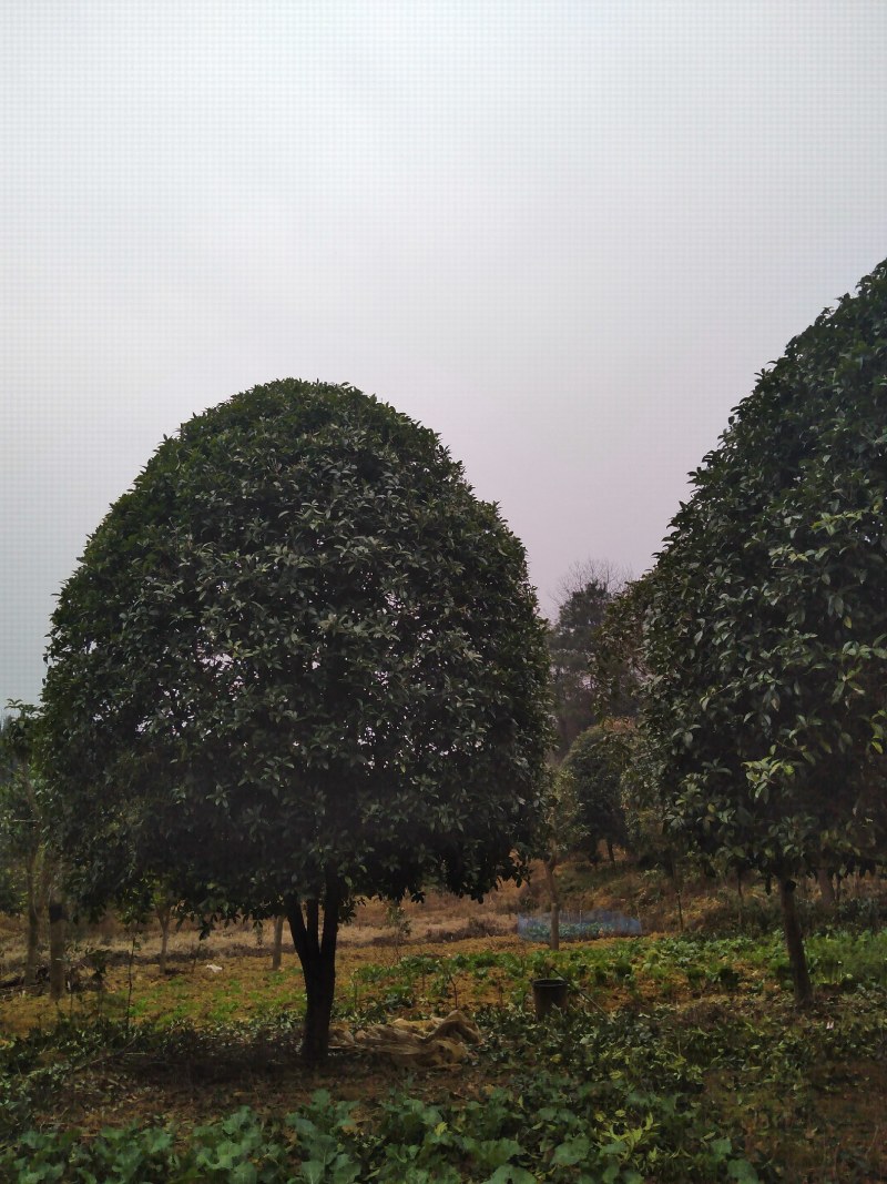 2公分粗度，带土球13公分