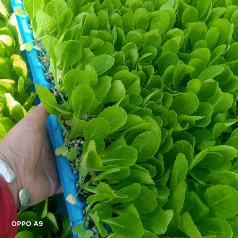 山东白菜苗，黄心白菜苗，厂家直发，常年供应发货方便
