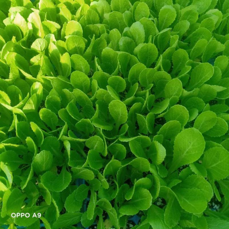 山东白菜苗，黄心白菜苗，厂家直发，常年供应发货方便