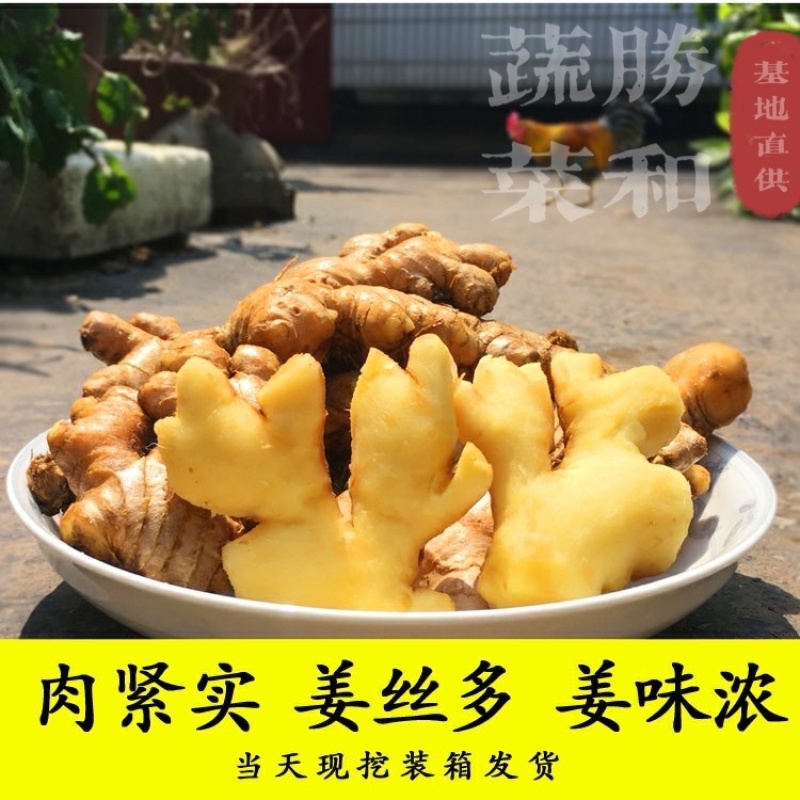 广西生姜白口姜姜种大肉姜基地直供
