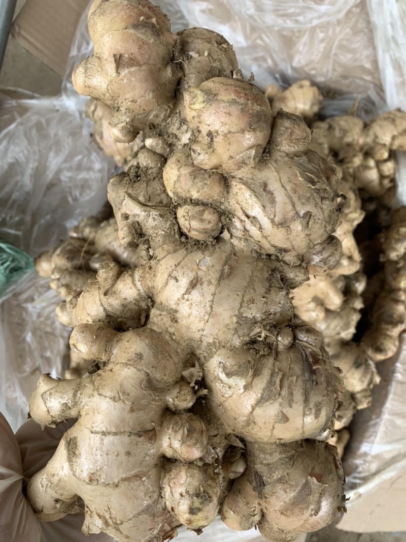 广西生姜白口姜姜种大肉姜基地直供