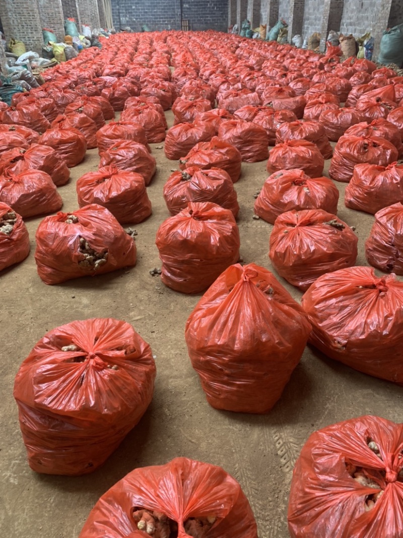 广西生姜白口姜姜种大肉姜基地直供