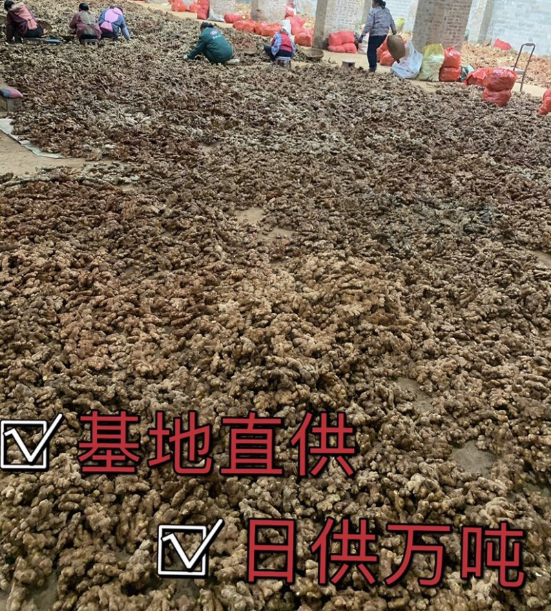 广西生姜白口姜姜种大肉姜基地直供