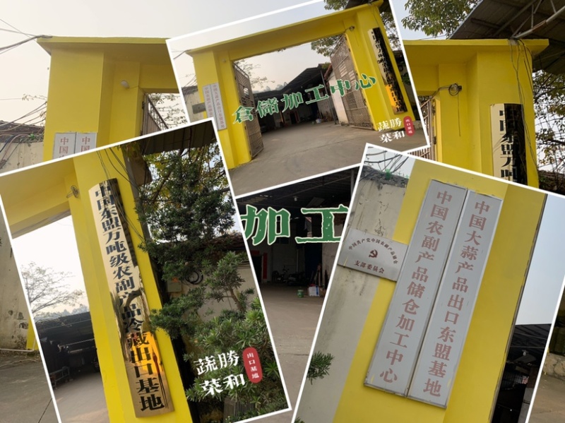 广西生姜白口姜姜种大肉姜基地直供