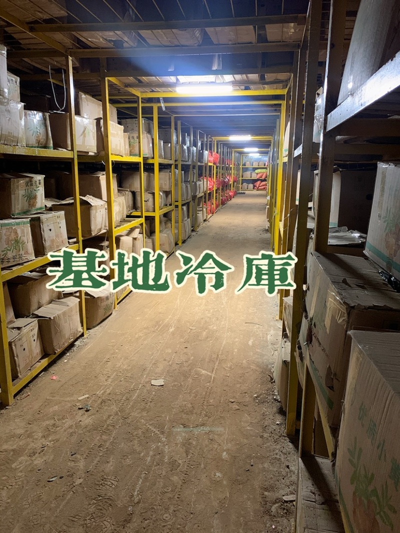广西生姜白口姜姜种大肉姜基地直供