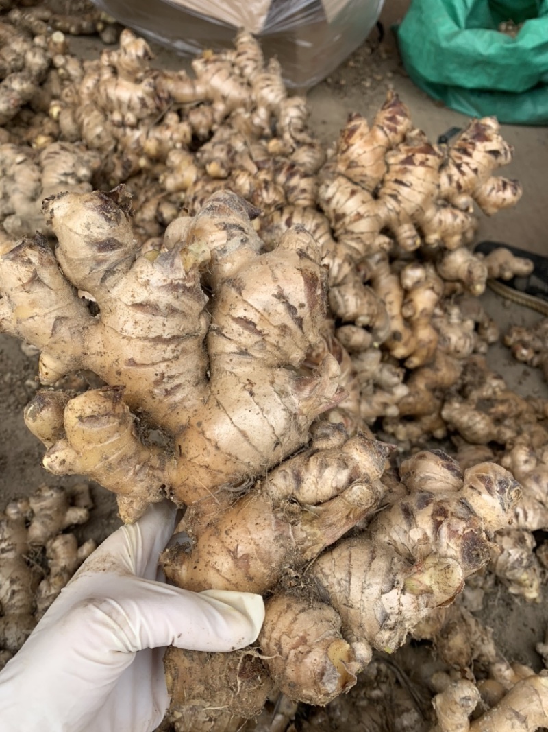 广西生姜白口姜姜种大肉姜基地直供