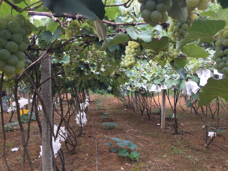 弥勒东风农场葡萄批发水晶葡萄代办产地直供