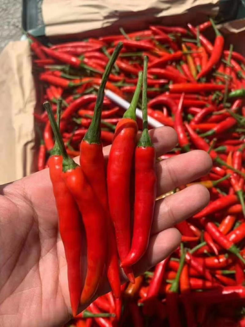 【精品】辣椒️小米辣红辣椒小辣椒朝天椒大辣椒红辣椒
