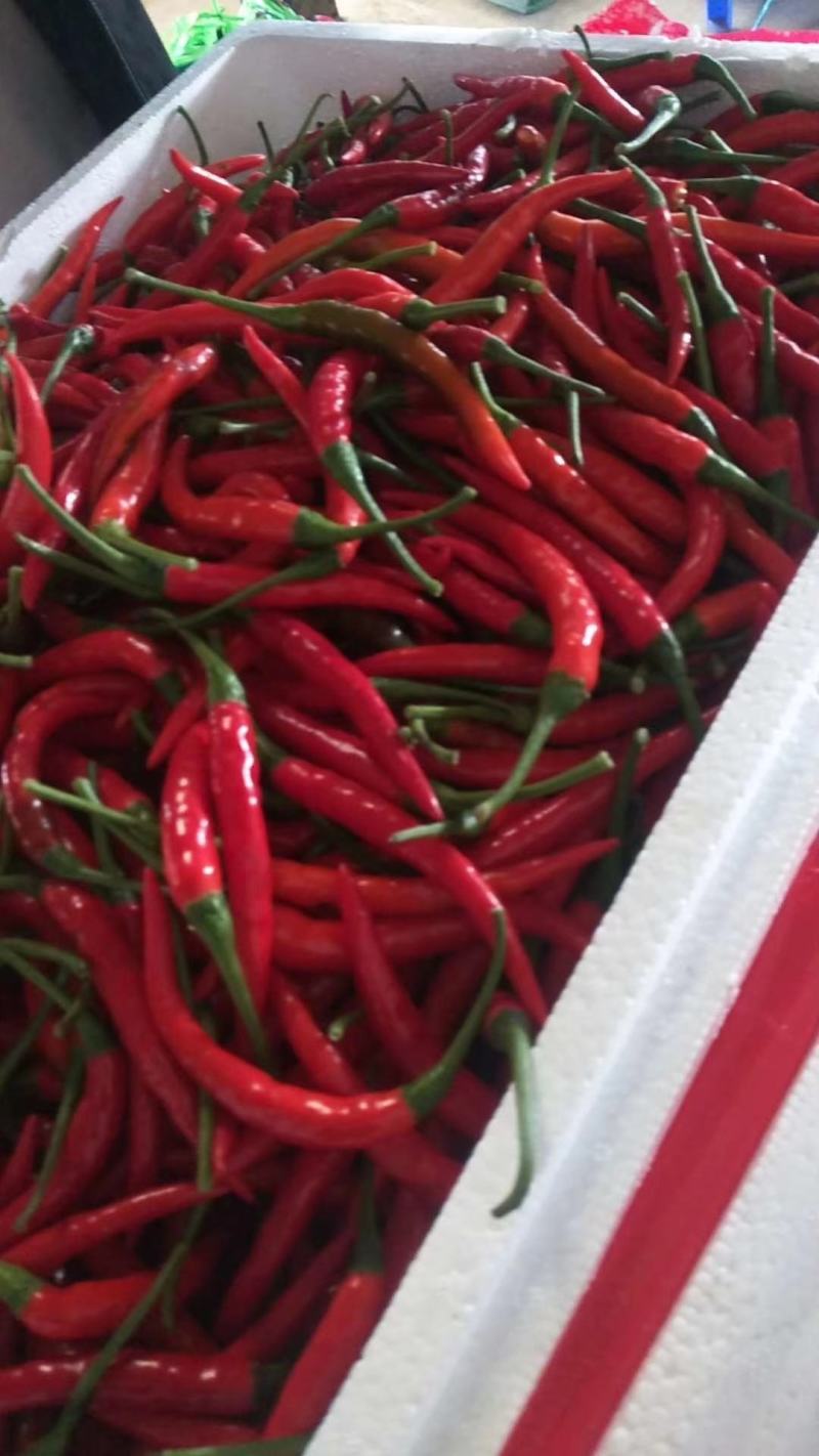 【精品】辣椒️小米辣红辣椒小辣椒朝天椒大辣椒红辣椒