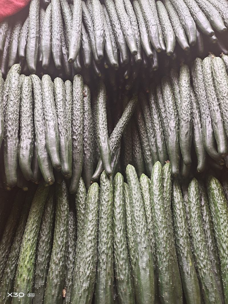 黄瓜干花带刺25公分以上，现已大量上市，欢迎订购