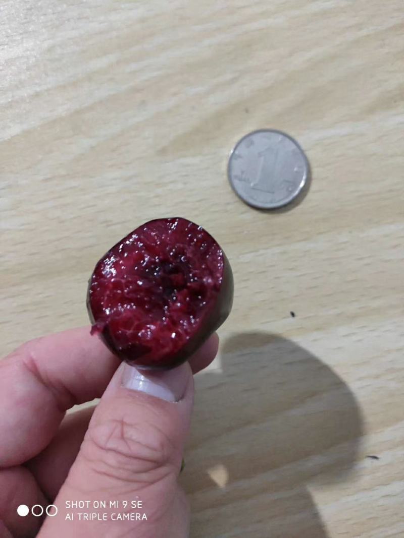 【精品】樱桃苗智利车厘子苗黑珍珠樱桃苗红灯樱桃苗