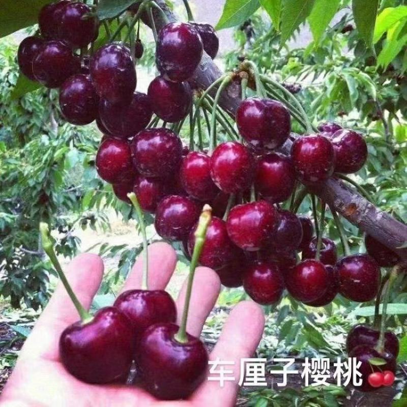 【精品】樱桃苗智利车厘子苗黑珍珠樱桃苗红灯樱桃苗