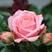 玫瑰花苗老根带花苞四季开花卉植物室内庭院种植大花特大月季