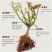 玫瑰花苗老根带花苞四季开花卉植物室内庭院种植大花特大月季