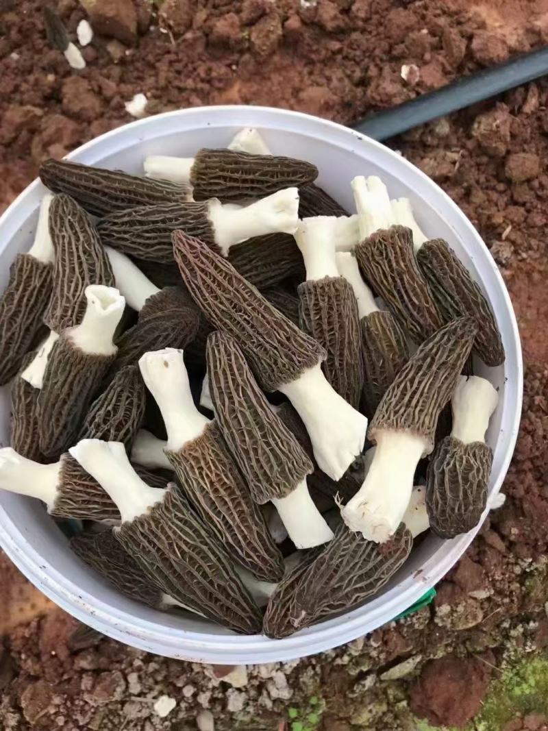 羊肚菌鲜货基地直发顺丰包邮