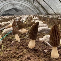 羊肚菌鲜货基地直发顺丰包邮
