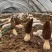 羊肚菌鲜货基地直发顺丰包邮