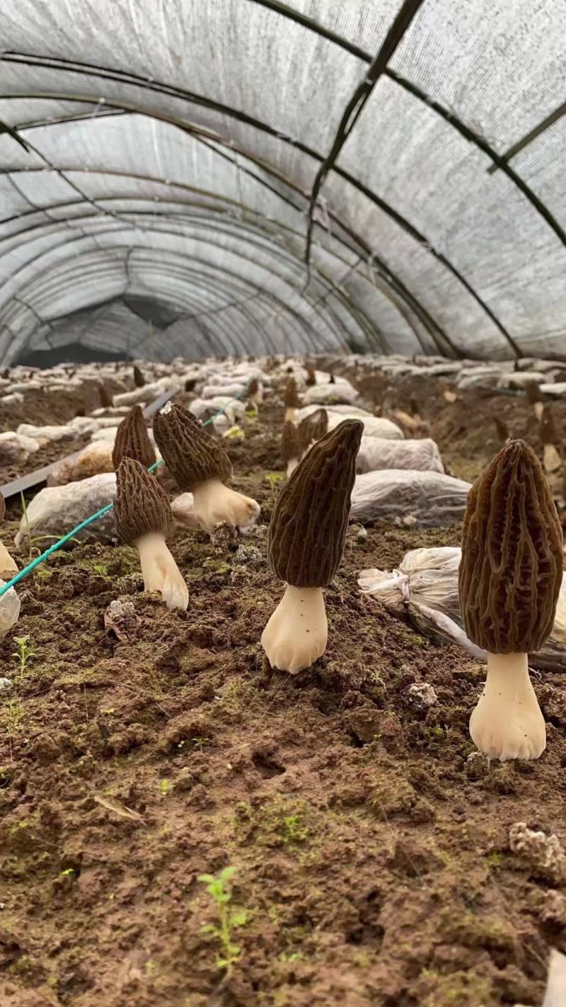 羊肚菌鲜货基地直发顺丰包邮