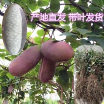 新鲜水果八月瓜苗三叶木通果苗八月炸苗可提前预订八月