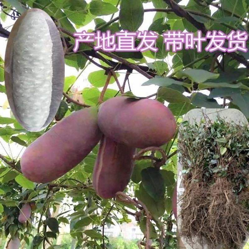 新鲜水果八月瓜苗三叶木通果苗八月炸苗可提前预订八月