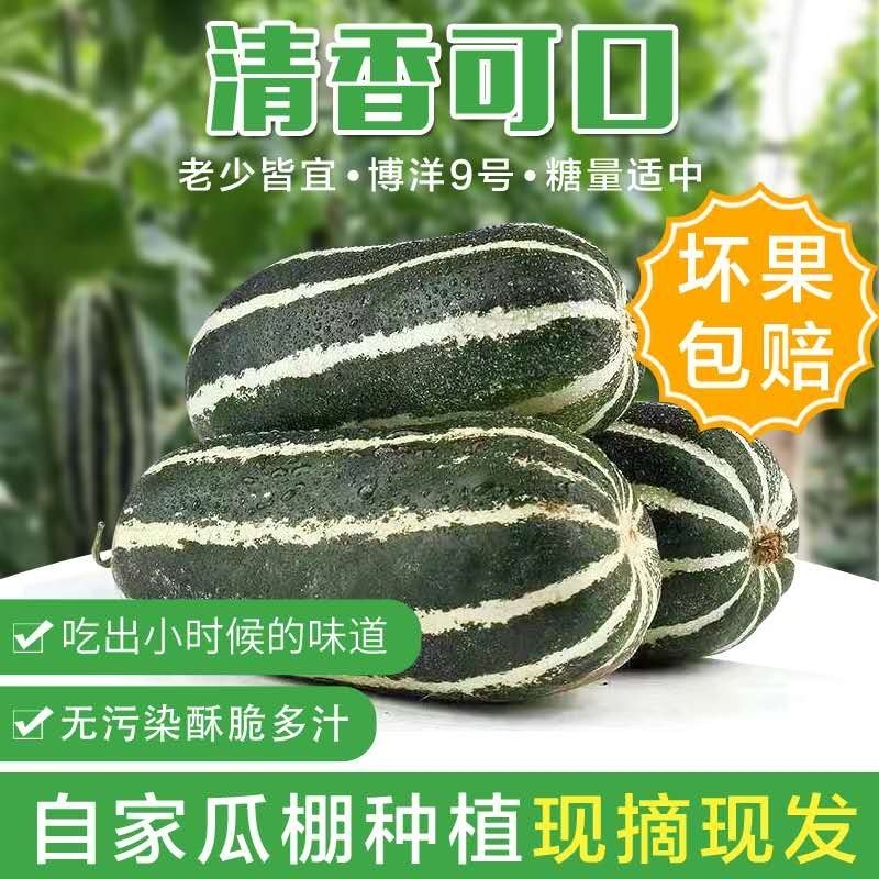 博洋九甜瓜羊角蜜大量现货