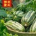 博洋九甜瓜羊角蜜大量现货