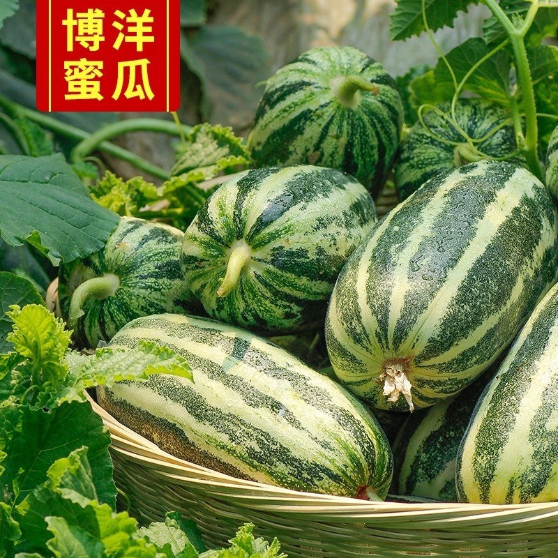 博洋九甜瓜羊角蜜大量现货