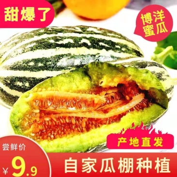 博洋九甜瓜羊角蜜大量现货